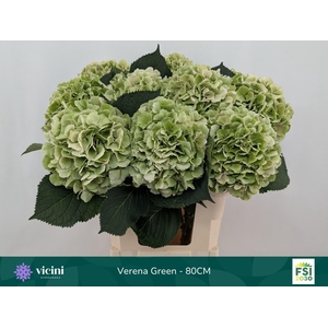 Hydrangea  'Verena'  CL
