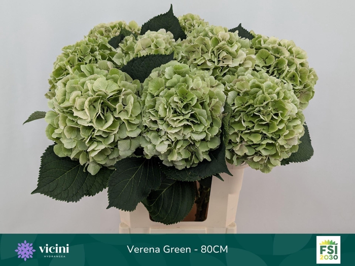 <h4>Hydrangea  'Verena'  CL</h4>