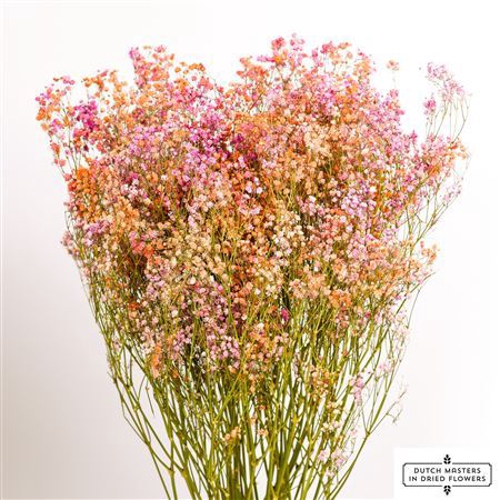 <h4>Dried Gyps Disco Malibu Bunch</h4>