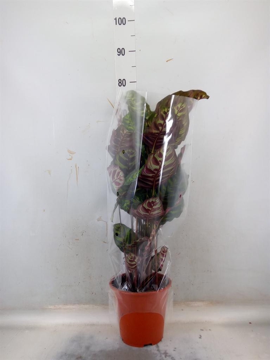 <h4>Calathea   ...mix</h4>