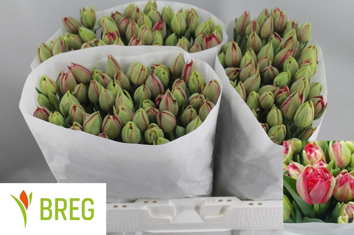 <h4>TU DU REMINDER</h4>