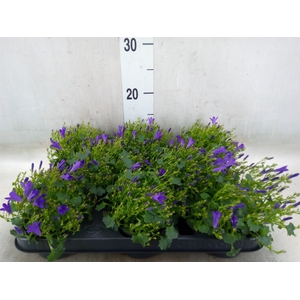Campanula porten. 'Get Mee'