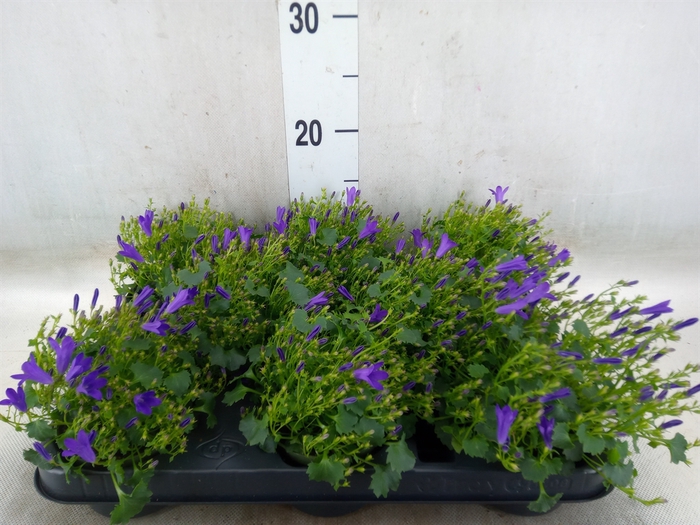 <h4>Campanula porten. 'Get Mee'</h4>