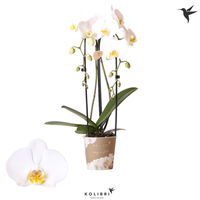 <h4>Phal Casc Kolibri White 2 Tak</h4>