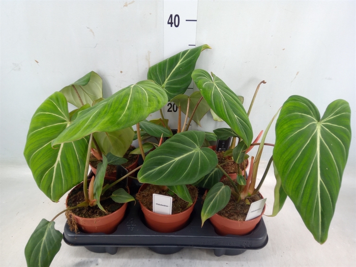 <h4>Philodendron gloriosum</h4>