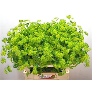 Bupleurum Rotundifol Holl
