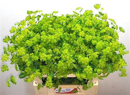 <h4>Bupleurum Rotundifol Holl</h4>