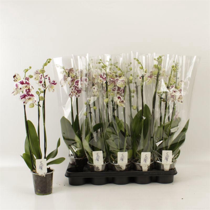 <h4>PHAL AN MARRAKESH</h4>