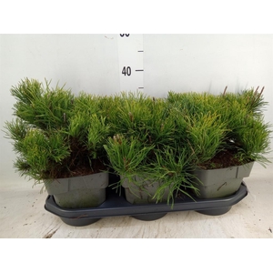 Pinus mugo var. pumilio