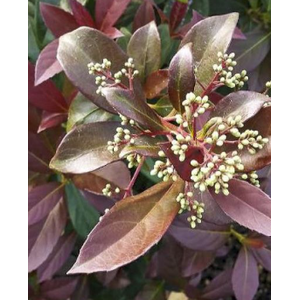 Viburnum overig