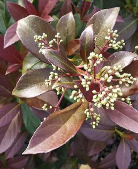 <h4>Viburnum overig</h4>