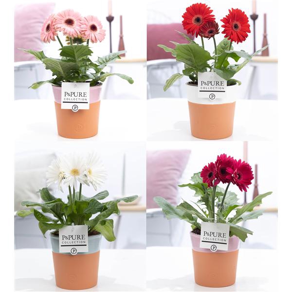 <h4>Gerbera 2-bl Mix Terracotta</h4>