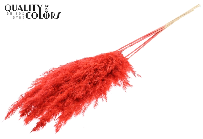 <h4>Pampas Grass 100cm 5st/bunch Bleached Coral</h4>