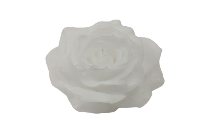 <h4>Wax Rose D10 White</h4>