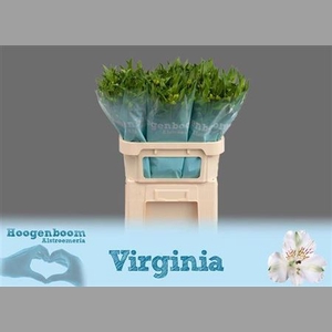 Alstr Virginia