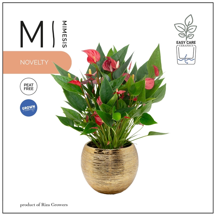 <h4>Mimesis Anthurium KARMA Million - Brush Gold</h4>
