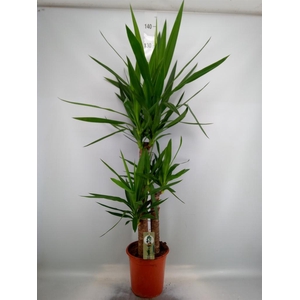 Yucca   ...