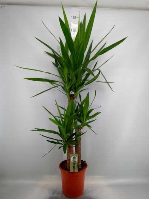 <h4>Yucca   ...</h4>