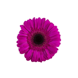 GERBERA DREAMLINE > 10 CM DIAM < 050 CM PINK