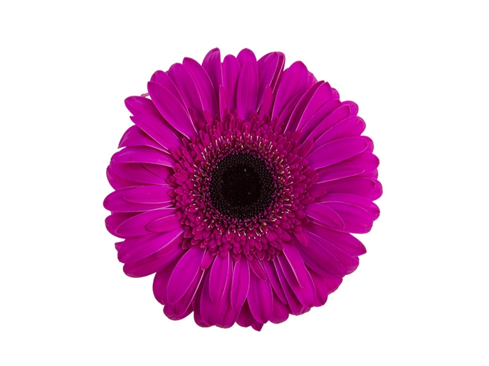 <h4>GERBERA DREAMLINE > 10 CM DIAM < 050 CM PINK</h4>
