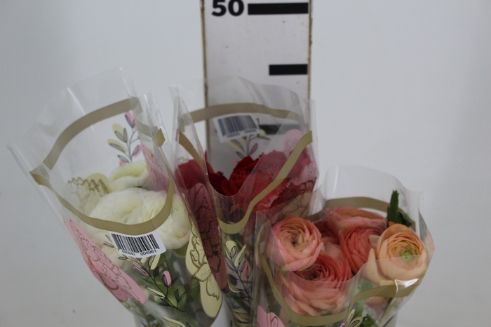 <h4>RANUNCULUS VARIADA</h4>