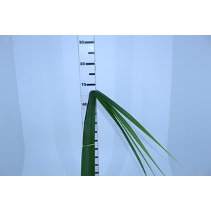 FOLH PANDANUS