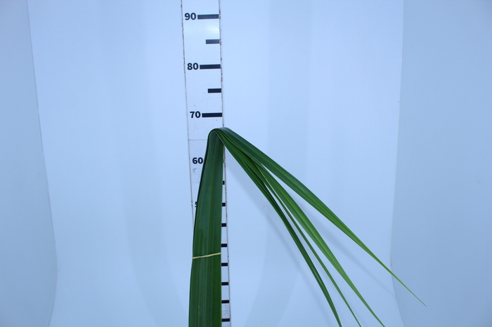 FOLH PANDANUS