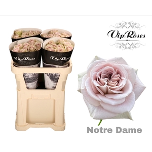R GR NOTRE DAME+ x40