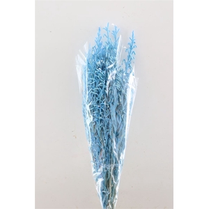 Pres Licopodium Long Baby Blue Bunch