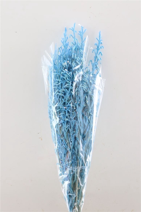 <h4>Pres Licopodium Long Baby Blue Bunch</h4>