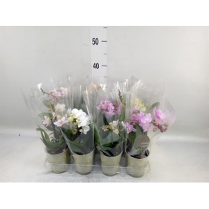 Phalaenopsis   ...mix