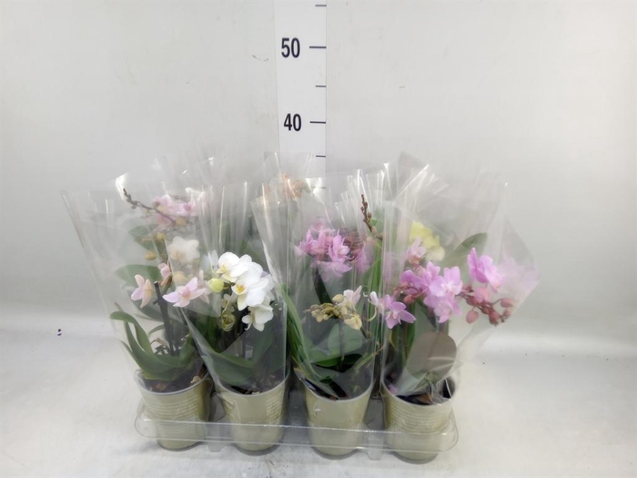 <h4>Phalaenopsis   ...mix</h4>