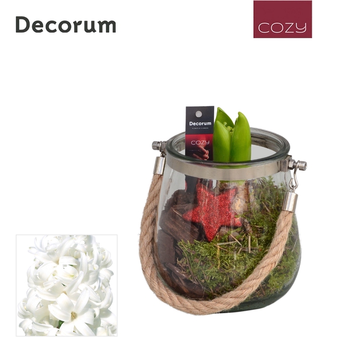 <h4>Hyacint Glas met Touw HL13806WP [COZY]</h4>