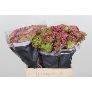 Ranunculus Overig