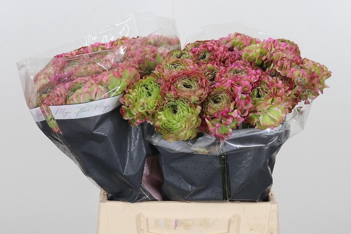 <h4>Ranunculus Overig</h4>