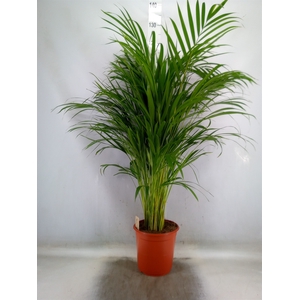 Dypsis lutescens   ...Chrysalidoca