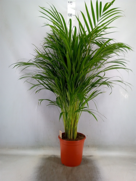 <h4>Dypsis lutescens   ...Chrysalidoca</h4>