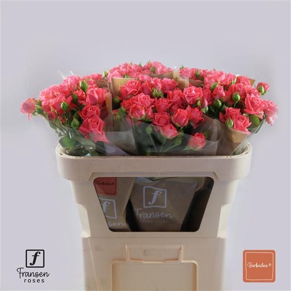 <h4>R TR barbados 70cm</h4>