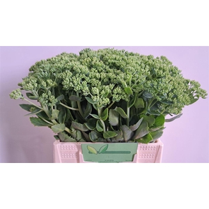 Sedum Spectabile