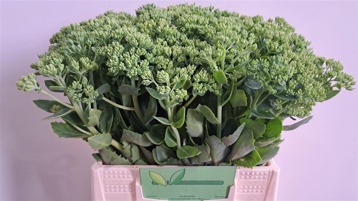 <h4>Sedum Spectabile</h4>