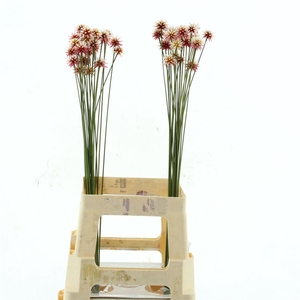 Inirida White Bicolor