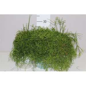 Rhipsalis Cassutha In Tess Keramiek