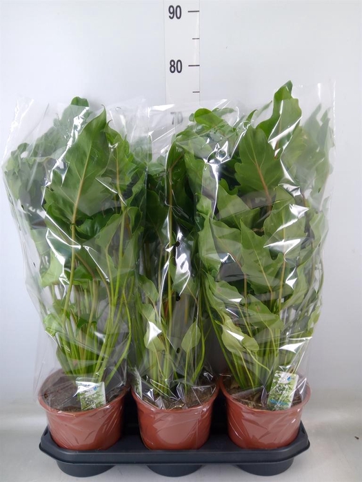 <h4>Philodendron xanadu</h4>