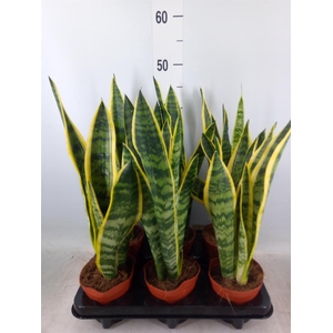 Sansevieria trifa. 'Laurentii'