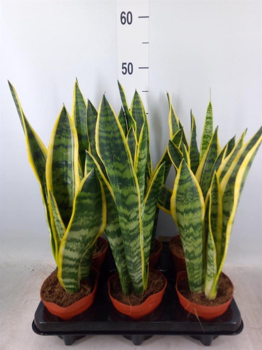 <h4>Sansevieria trifa. 'Laurentii'</h4>