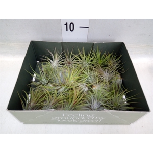 Tillandsia