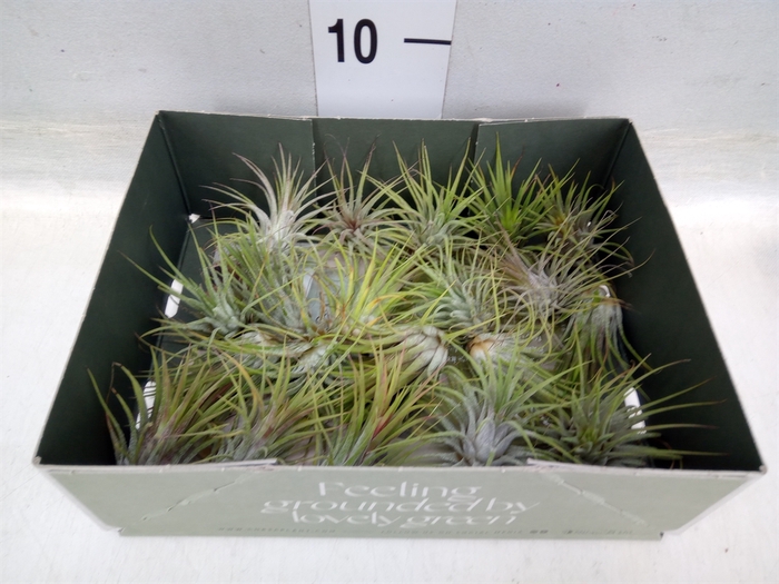 <h4>Tillandsia</h4>