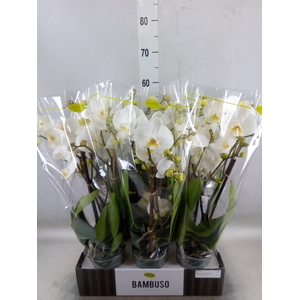 Phalaenopsis   ...white
