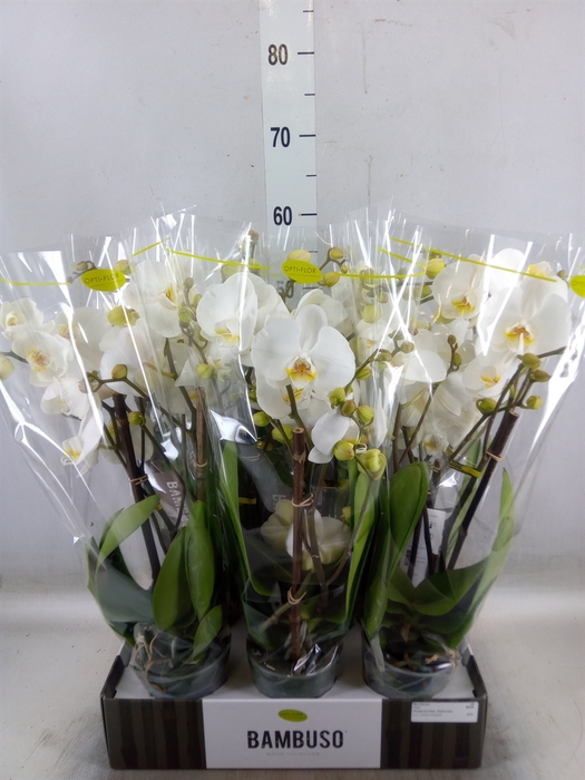 <h4>Phalaenopsis   ...white</h4>