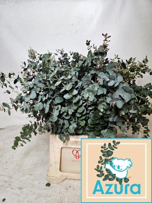 <h4>Euca Gu Azura 55cm</h4>